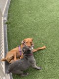 Paws and Playtime in the Grass