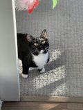 Manx Cat on Wooden Flooring