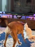 Furry Friends at Play