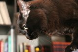 Library Companion