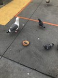 Fowl Play