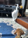 A Dog and Cat's Cozy Living Space