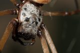 Up Close and Personal with a Garden Spider