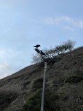 Hilltop Birdwatching