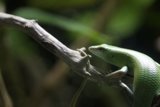 Verdant Encounter