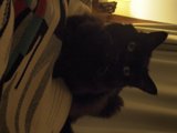 Black Cat Couch Potato