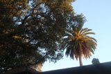 The Majestic Palm Tree