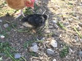 Mother and Child Reunion