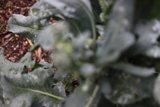 Leafy Greens