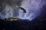 Aquatic Ballet: Dance of the Dual Fish