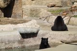 Serene Black Bear in the Clear Waters