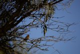 Harmony in Nature: A Chorus of Wings and Leaves
