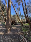 The Fallen Giant at McLaren Park