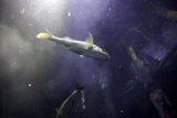 Underwater Serenity in the Bay, 2024