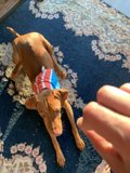 Stylin' Vizsla