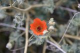 Lone Orange Geranium Flower