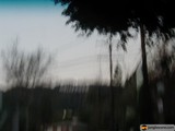 The Enchanted Grove