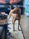 Paws for a TV Break