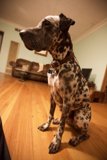 A Furry Friend on Hardwood Flooring