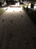 Nighttime Beach Volleyball