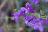 Purple Penstemon Blooms Adorned With Morning Raindrops