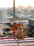 Cozy Canine Corner