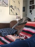 Cozy Cat Nap on the Couch