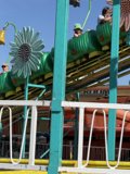 Thrills and Blossoms