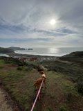 A Canine's Beach Walk