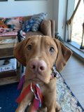 Ribboned Vizsla