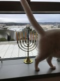 Cat admiring the Hanukkah Menorah