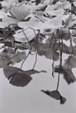 Lotus Leaves in Serenity