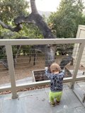Curious Explorer in Carmel