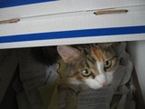 The Feline Explorer