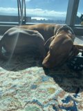 Hound on a Cloudy Day