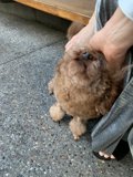 Puppy Love on the Sidewalk