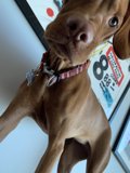 Elegant Vizsla with Accessories