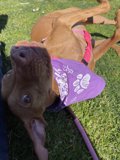 Purple Bandana Vizsla