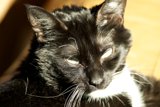 Monochrome Majesty: A Domestic Short-haired Feline