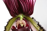 Elegant Orchid