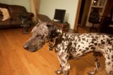 Paws on the Hardwood