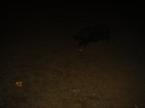 Nighttime Stroll