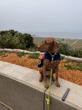 A Vizsla Hound's Day Out