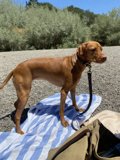 Canine Comforts at Monte Rio Beach