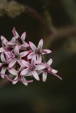 Pink Petal Beauty