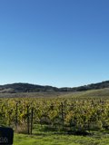 Harvest Time at Napa Valley Vineyard