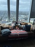 Cozy Couch in a City Apartment