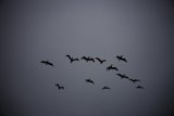 Soaring Together in Pescadero Skies