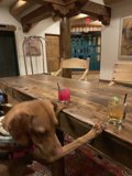 Canine Happy Hour