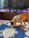 Playtime with Feline Friends